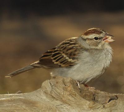 Backlit Sparrow.jpg