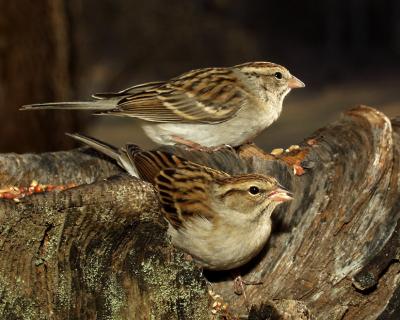 g3/18/324918/3/55701424.SparrowPU2.jpg