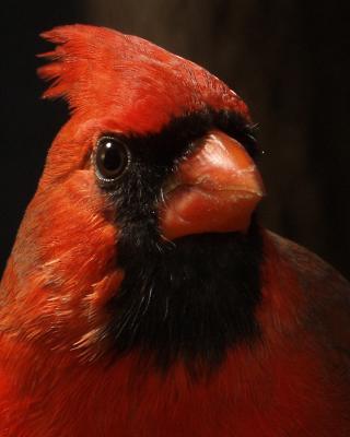 Birds In Macro Gallery