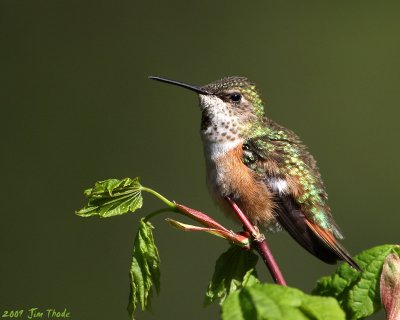 Rufous Hummingbird