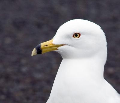 Ring-billed Gull    IMG_2877a.jpg