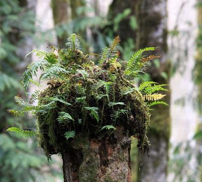 Ferns and Moss IMG_2889a.jpg
