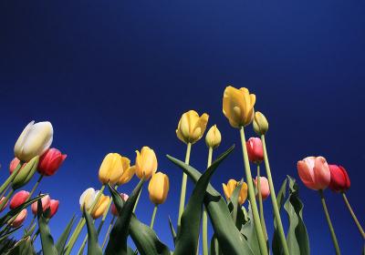 Tulips at Mossyrock, WA