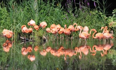 Reflective Flamingo