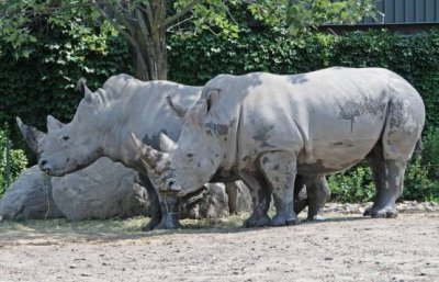 Magnificent Rhinos