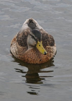 Waterfront Duck