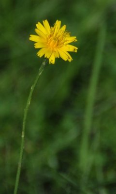 Flower Awaits Poles