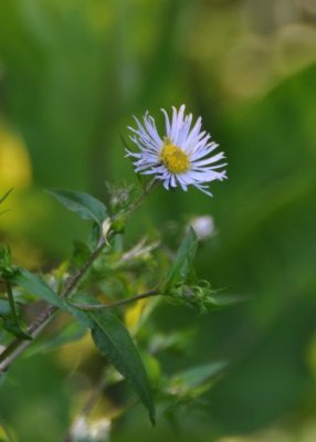 Flower Suggests Starting Fire