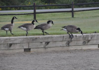 Geese Patrol