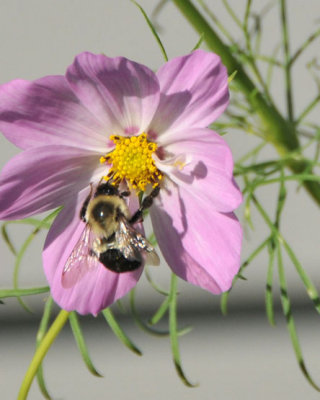 The Pollenator