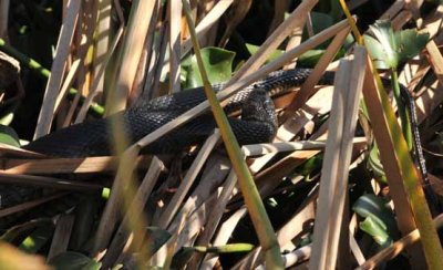 Large Cottonmouth in the reeds..