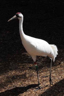 Whooping Crane