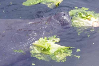 Manatee Eating Lettuce