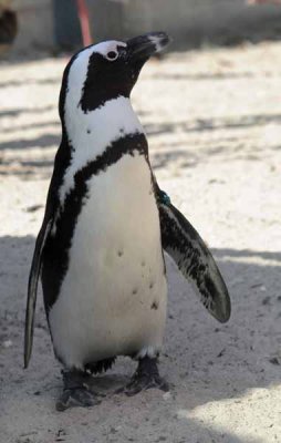 Penguin ...