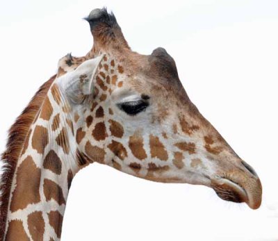 A Giraffe Profile