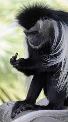 Counting Colobus