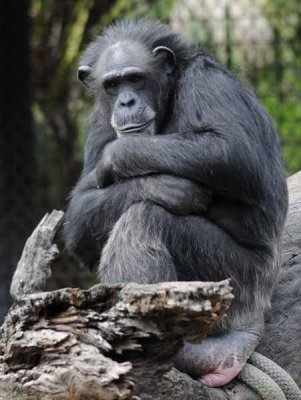 Chimpanzee - My Kindred Spirit