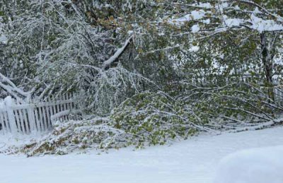 Trees Down In Backyard