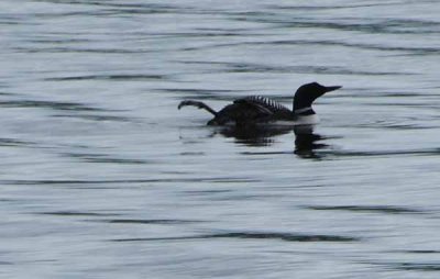 The Loon Waves