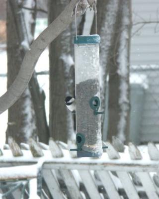 WC Fields' Chickadee