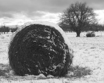 Hay, It's A Grey Day!