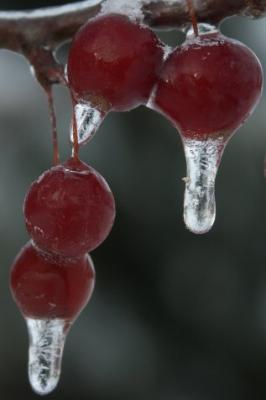 Frozen Crabbies