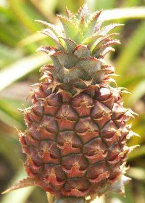 Dole Plantation Pineapple