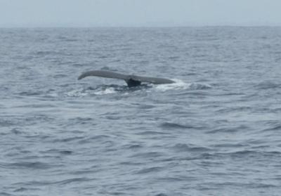 One Tail of Whale