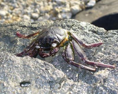 Hawaiian Road Kill Crab