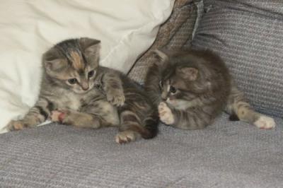 Sibling Silliness