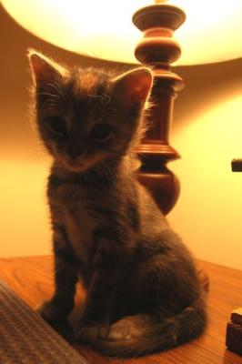 Backlit Kitty