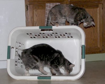 Doing Laundry