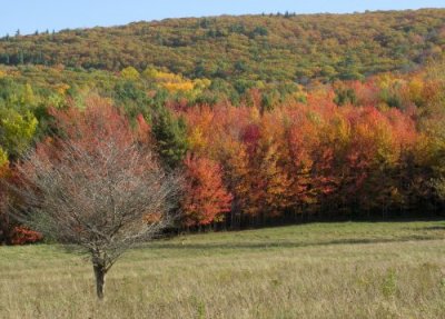 One Tree Went Early