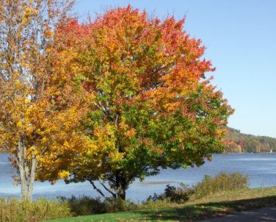 Tree By Lake
