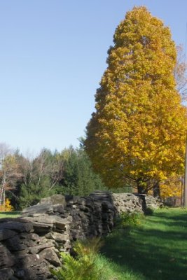 Tree By Wall