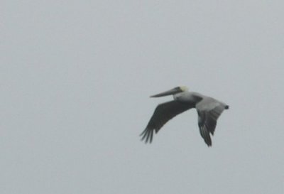 Pelican on the move