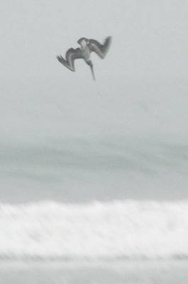 Pelican Dive