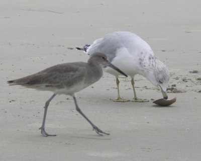 SHorebirds on Beach