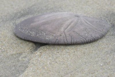 A Sand Dollar!