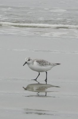 A Reflective Shorebird