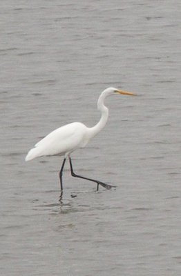 Heron Addict