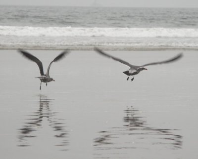 Two Gulls Take Off