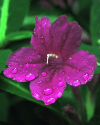 Damp Purple