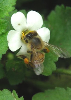 Honey Bee on White