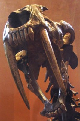 Sabertooth Kitty