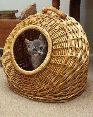 Kitten in a Basket