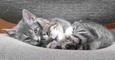 Snuggle (?) Siblings