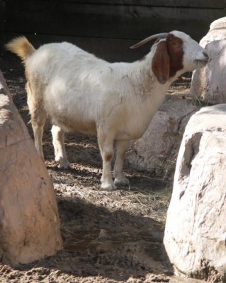 A Goatee
