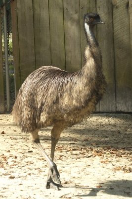 Aggressive Emu