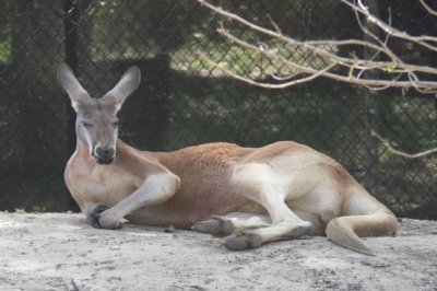 Chillin' Kangaroo